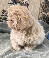 Omora, a female Shihpoo and Shih Tzu for sale in Wrightsville, GA – 6 of 10