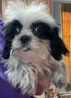 Eunice, a female Shih Tzu for sale in Wrightsville, GA – 9 of 10