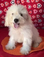 Tilton, a male Bichon Frise for sale in Wrightsville, GA – 5 of 10