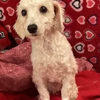 Sarita, a female Bichon Frise and Poodle - Toy  for sale in Wrightsville, GA – Photo 2 of 10