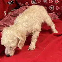 Sarita, a female Bichon Frise and Poodle - Toy  for sale in Wrightsville, GA – Photo 3 of 10