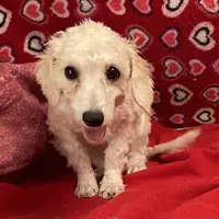 Sarita, a female Bichon Frise and Poodle - Toy  for sale in Wrightsville, GA – Photo 1 of 10