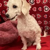 Sarita, a female Bichon Frise and Poodle - Toy  for sale in Wrightsville, GA – Photo 6 of 10