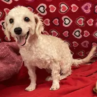 Sarita, a female Bichon Frise and Poodle - Toy  for sale in Wrightsville, GA – Photo 4 of 10