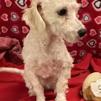 Sarita, a female Bichon Frise and Poodle - Toy  for sale in Wrightsville, GA – Photo 9 of 10