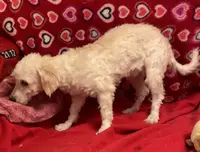 processed/39a05c3e-d350-4b4a-aad4-68ce86c8a148/listing/a2ff5b8b-28c3-4635-a1c6-f84263ea5de1/a259d6ee-fbd0-4952-9bab-dba8f0caac80