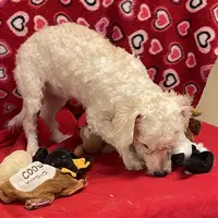 Sarita, a female Bichon Frise and Poodle - Toy  for sale in Wrightsville, GA – Photo 8 of 10