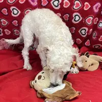Sarita, a female Bichon Frise and Poodle - Toy  for sale in Wrightsville, GA – Photo 10 of 10