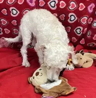 processed/39a05c3e-d350-4b4a-aad4-68ce86c8a148/listing/a2ff5b8b-28c3-4635-a1c6-f84263ea5de1/f368cc80-93d7-473e-8328-d9160c3f7704