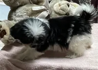 Eunice, a female Shih Tzu for sale in Wrightsville, GA – 7 of 7