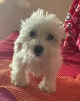 Claire, a female Bichon Frise and Shihpoo for sale in Wrightsville, GA – 4 of 8