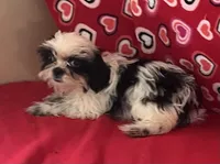 Eunice, a female Shih Tzu for sale in Wrightsville, GA – 4 of 10