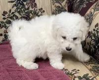 Dalila, a female Bichon Frise for sale in Wrightsville, GA – 7 of 10