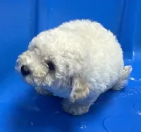 Snow, a male Poodle - Toy  and Bichpoo for sale in Wrightsville, GA – 4 of 10