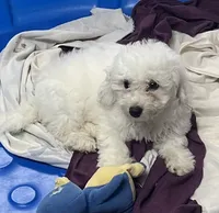 Merilyn, a female Bichon Frise for sale in Wrightsville, GA – 6 of 10