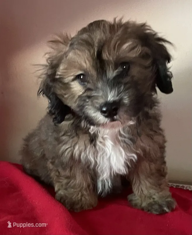 Colton – Bichon Frise, Shihpoo puppy for sale in Wrightsville, GA