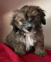 Colton, a male Bichon Frise and Shihpoo for sale in Wrightsville, GA – 1 of 10