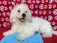 Dawson, a male Bichon Frise for sale in Wrightsville, GA – 1 of 10