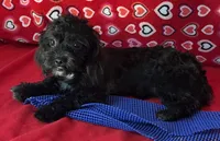 Zuma, a female Shih Tzu and Poodle - Toy  for sale in Wrightsville, GA – 7 of 10
