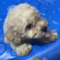 Sofie, a male Poodle - Toy  and Bichpoo for sale in Wrightsville, GA – 6 of 10