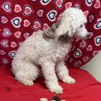 Oscar , a male Poodle - Toy  for sale in Wrightsville, GA – Photo 2 of 10