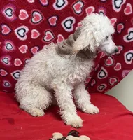Orville, a male Poodle - Toy  for sale in Wrightsville, GA – Photo 2 of 10