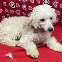 Oscar , a male Poodle - Toy  for sale in Wrightsville, GA – Photo 1 of 10