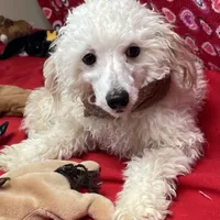 Oscar , a male Poodle - Toy  for sale in Wrightsville, GA – Photo 10 of 10