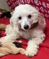 Orville, a male Poodle - Toy  for sale in Wrightsville, GA – Photo 10 of 10