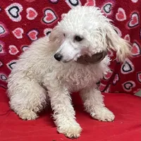 Oscar , a male Poodle - Toy  for sale in Wrightsville, GA – Photo 7 of 10