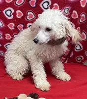 Orville, a male Poodle - Toy  for sale in Wrightsville, GA – Photo 7 of 10
