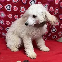 Oscar , a male Poodle - Toy  for sale in Wrightsville, GA – Photo 3 of 10