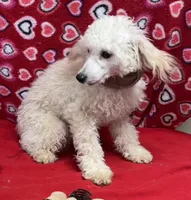 Orville, a male Poodle - Toy  for sale in Wrightsville, GA – Photo 3 of 10