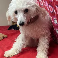 Oscar , a male Poodle - Toy  for sale in Wrightsville, GA – Photo 9 of 10