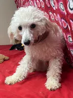 Orville, a male Poodle - Toy  for sale in Wrightsville, GA – Photo 9 of 10