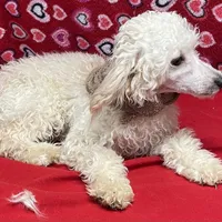 Oscar , a male Poodle - Toy  for sale in Wrightsville, GA – Photo 8 of 10