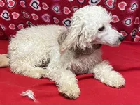 Orville, a male Poodle - Toy  for sale in Wrightsville, GA – Photo 8 of 10