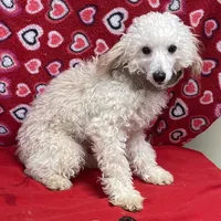 Oscar , a male Poodle - Toy  for sale in Wrightsville, GA – Photo 5 of 10