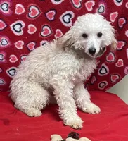 Orville, a male Poodle - Toy  for sale in Wrightsville, GA – Photo 5 of 10