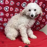 Oscar , a male Poodle - Toy  for sale in Wrightsville, GA – Photo 6 of 10