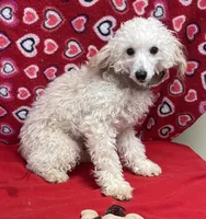 Orville, a male Poodle - Toy  for sale in Wrightsville, GA – Photo 6 of 10