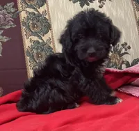 Cyrano, a male Yorkshire Terrier and Poodle - Toy  for sale in Wrightsville, GA – 7 of 10