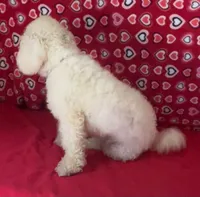 Cyprus, a male Bichon Frise for sale in Wrightsville, GA – 4 of 10