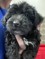 Cyrano, a male Yorkshire Terrier and Poodle - Toy  for sale in Wrightsville, GA – 2 of 10