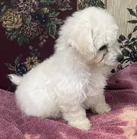 Daniel, a male Bichon Frise for sale in Wrightsville, GA – 2 of 10