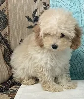 Mimi, a male Poodle - Toy  for sale in Wrightsville, GA – 4 of 10