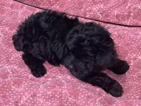 Corlyn, a female Yorkshire Terrier and Poodle - Toy  for sale in Wrightsville, GA – 10 of 10