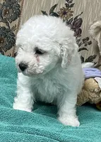 Delwin, a male Bichon Frise for sale in Wrightsville, GA – 5 of 10