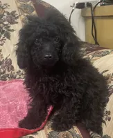 Leola, a female Poodle - Toy  for sale in Wrightsville, GA – 2 of 8