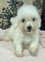 Tuan, a male Bichon Frise for sale in Wrightsville, GA – 3 of 9